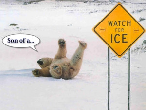 Some very funny polar bear jokes and lines