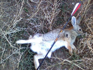 rabbit hunting with the bow