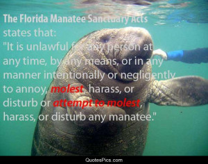 Don’t Molest The Manatee – Sea Life