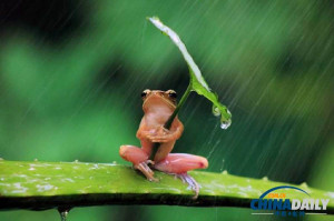 印尼青蛙下雨会“打伞” 摄影师称系摆拍(高清图)