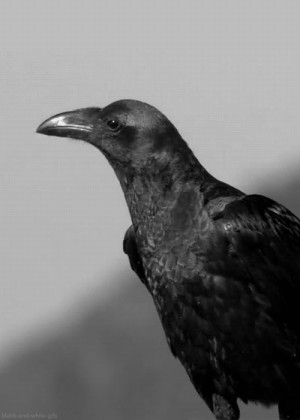 gif animals Black and White one life raven crow
