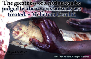 ... can be judged by the way its animals are treated -Mahatma Gandhi