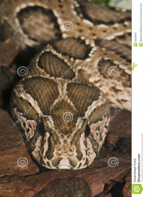 venomous-snake-portrait-poisonous-close-up-32626397.jpg