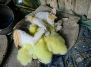 She is very protective of her ducklings.Friends, Mothers, Baby Ducks ...
