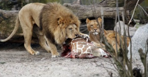 Danish zoo has sparked outrage as it slaughtered a healthy young ...