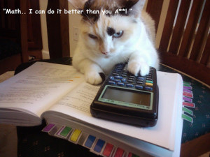cat-studying-maths The Studious Cat