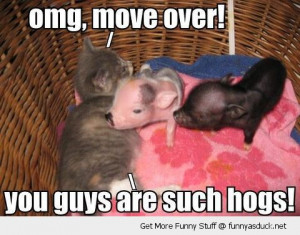 funny-cute-kitten-pigs-piglets-bed-move-over-cat-hogs-pics