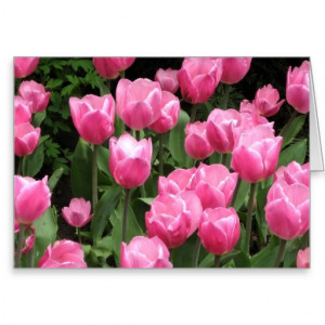 Spring flowers pink tulips greeting cards