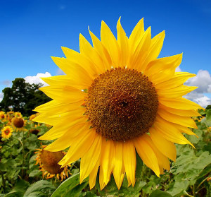 Gambar Bunga Matahari