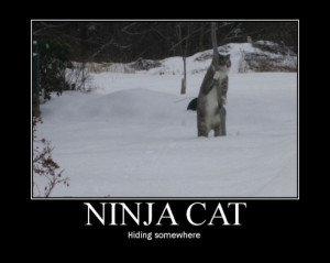 Scratch Ninja cat.. maybe thats where my motivation is hiding.....