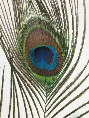 Peacock Feather Close Assaf