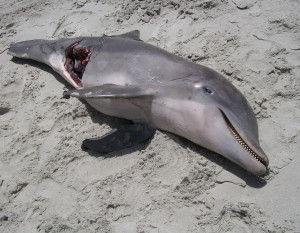 Injured Dolphin