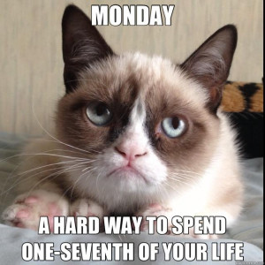 Showing Gallery For Happy Monday Cat Meme