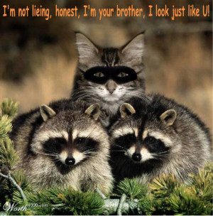 Animal Humor cat & raccoon