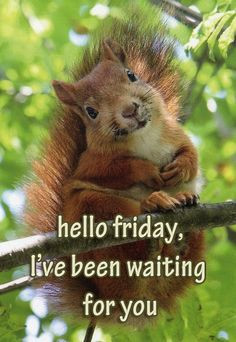 Hello Friday, I've been waiting for you! (Squirrel) More