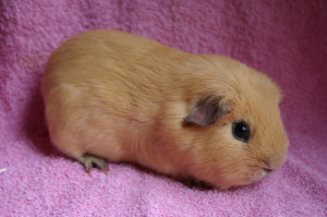 adult proven male cream self, bred by dotty pigs, carries satin £10