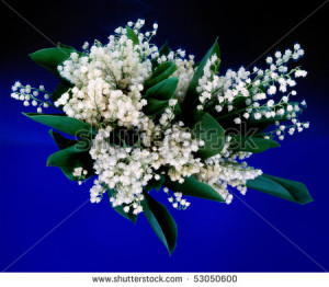 lily of the valley.flowers. bouquet. - stock photo