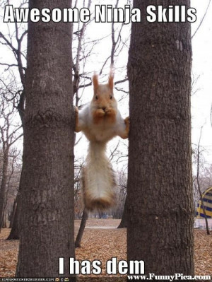Funny squirrel meme