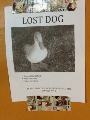 funny-picture-lost-dog-duck