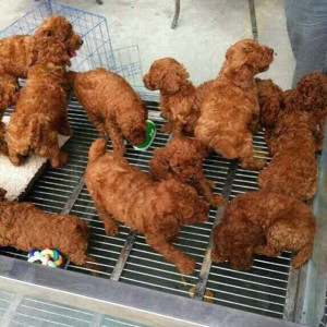 At first glance, these adorable dogs look like a pile of fried chicken ...