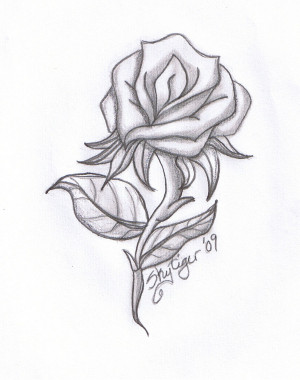 Rose pencil drawing by Skytiger
