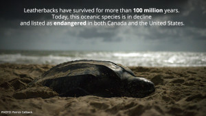 Save the Sea Turtles!