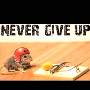 Never give up mouse trap helmet