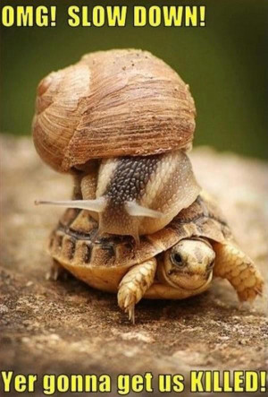 Snail and tortoise: 