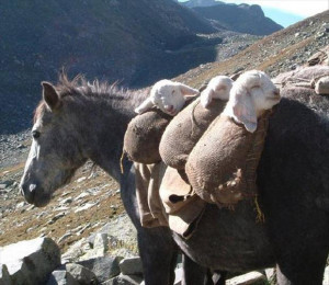 funny-babies-goat-donkey-bags-mountain