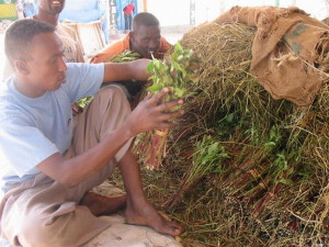 The Other Side of Somali Pirates’ life (16 pics)