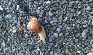 Pinned by sandall Sandall.K.M