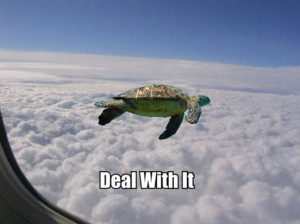 flying turtle says deal with it | image tagged in funny,turtles