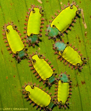 Slug Moth Caterpillars acharia ophelians: Slug Moth, Hands Made ...