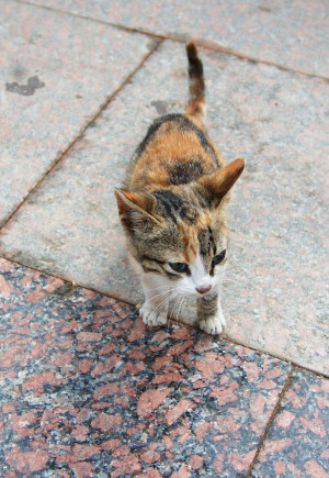 Kitten - Aswan