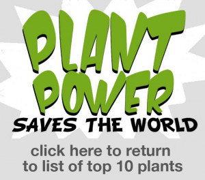 Plants Power