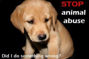 STOP ANIMAL ABUSE NOW !! - against-animal-cruelty Photo
