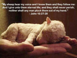 such a precious little lamb