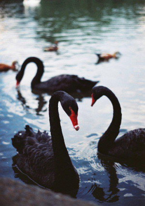red animals black black swan water dark nature Swan creature swans