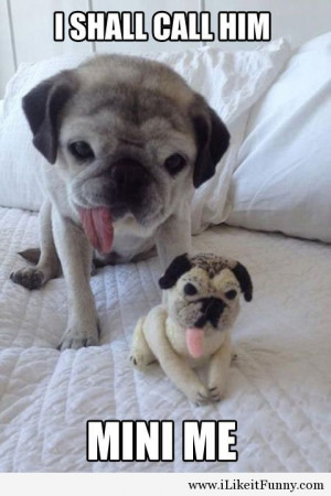 funny little pug toy tongue