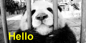 funny cute lol laughing meme laugh panda hello haha lol gif panda bear ...