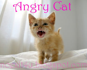 HD ANGRY CAT WALLPAPER