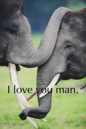 ... love you quotes # animals # animal # animal quotes # elephants # cute