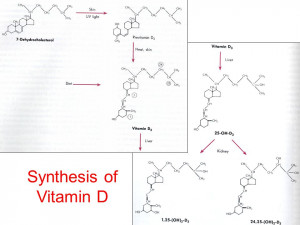 Regulation of Vitamin D by PTH and Phosphate Levels PTH 25 ... HD ...
