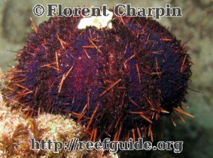 hawaii sea urchins