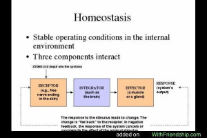Image of Homeostasis