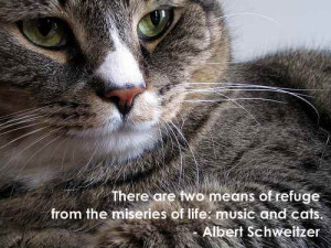 Cat Image Quotes And Sayings