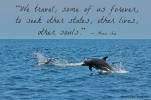 Inspirational Quotes About Dolphins