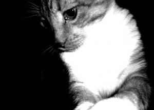 1017323__black-and-white-cat_p.jpg