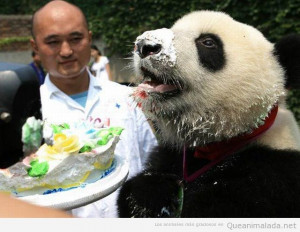... la que siente este oso panda comiendo una tarta de cumpleaños. yummy