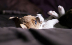 Playful dog wallpaper